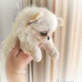 Seller CHI HEARTS