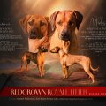 RedCrown Rhodesian Ridgebacks