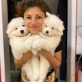 Vitvarg Samoyeds