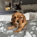 Seller Georgia W