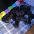 Seller German shepherd X Belgium malinois