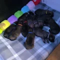 Seller German shepherd X Belgium malinois