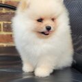 My Pom