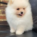 Seller My Pom