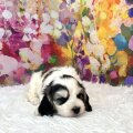Seller Cockapoo Puppies South West