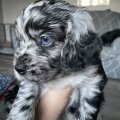 Seller Cocker spaniel