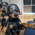 Seller Gucci Puppies