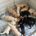 Seller Happiness dream